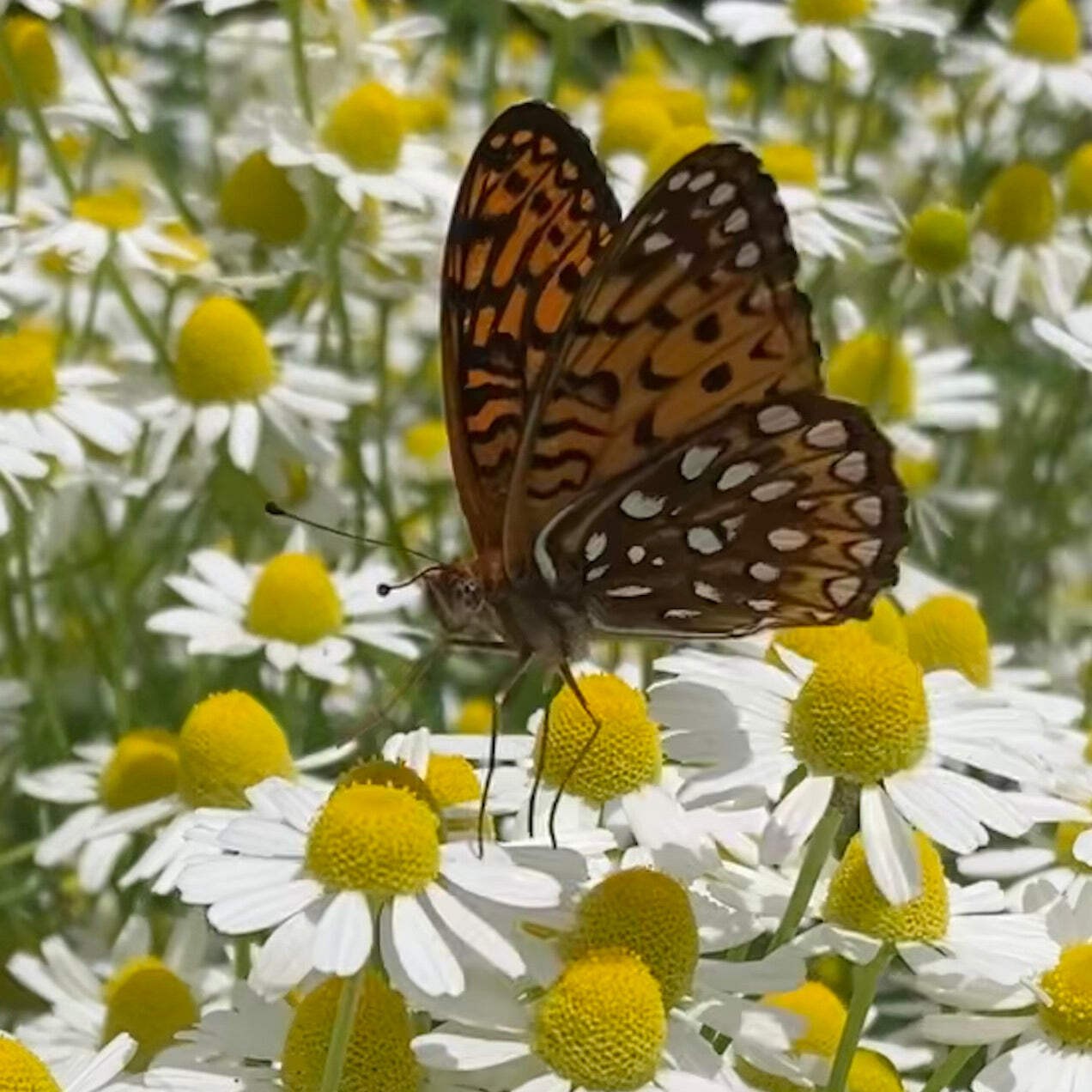 Tea Garden Boxed Seed Collection ~Traditional Herb Pollinator Garden
