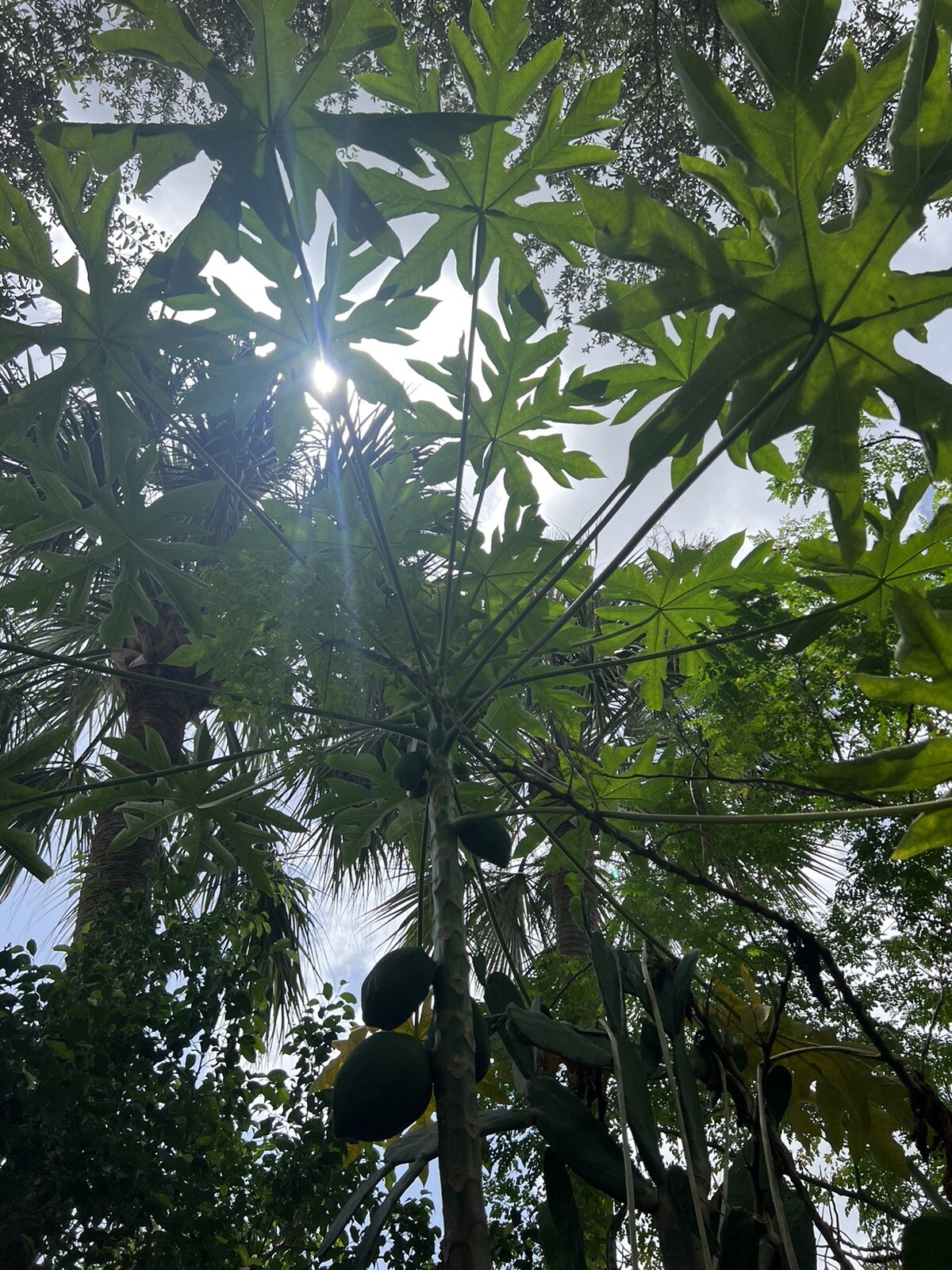 10 Ripkitty Florida Carica Papaya Seeds Plant Tall Tropical Trees FREE SHIPPING