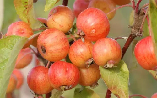 25+ Evereste Crabapple Seeds for Garden Planting – USA – FREE SHIPPING!