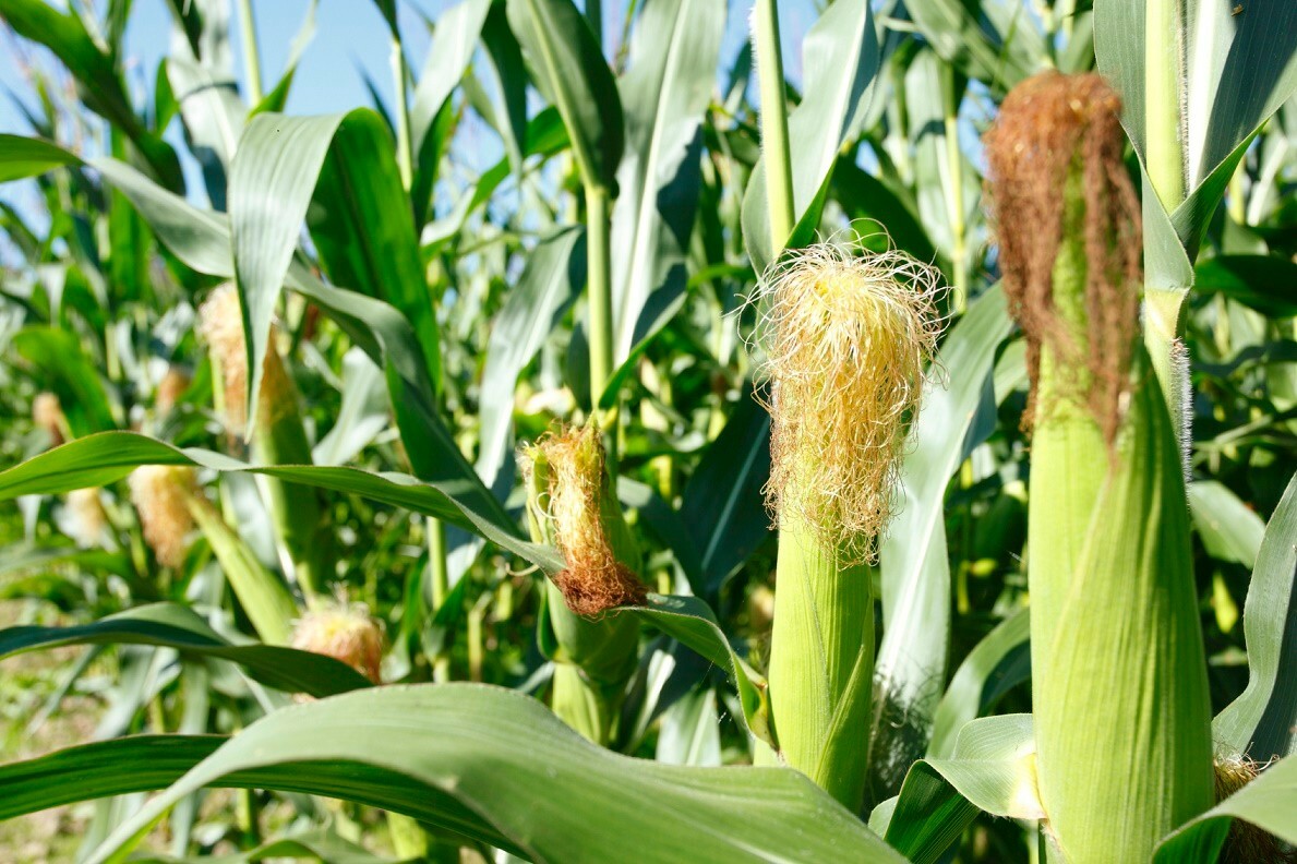US Farm 50 seeds Organic very rare Japanese Sweet purple sticky Corn-Bap nep-Mix