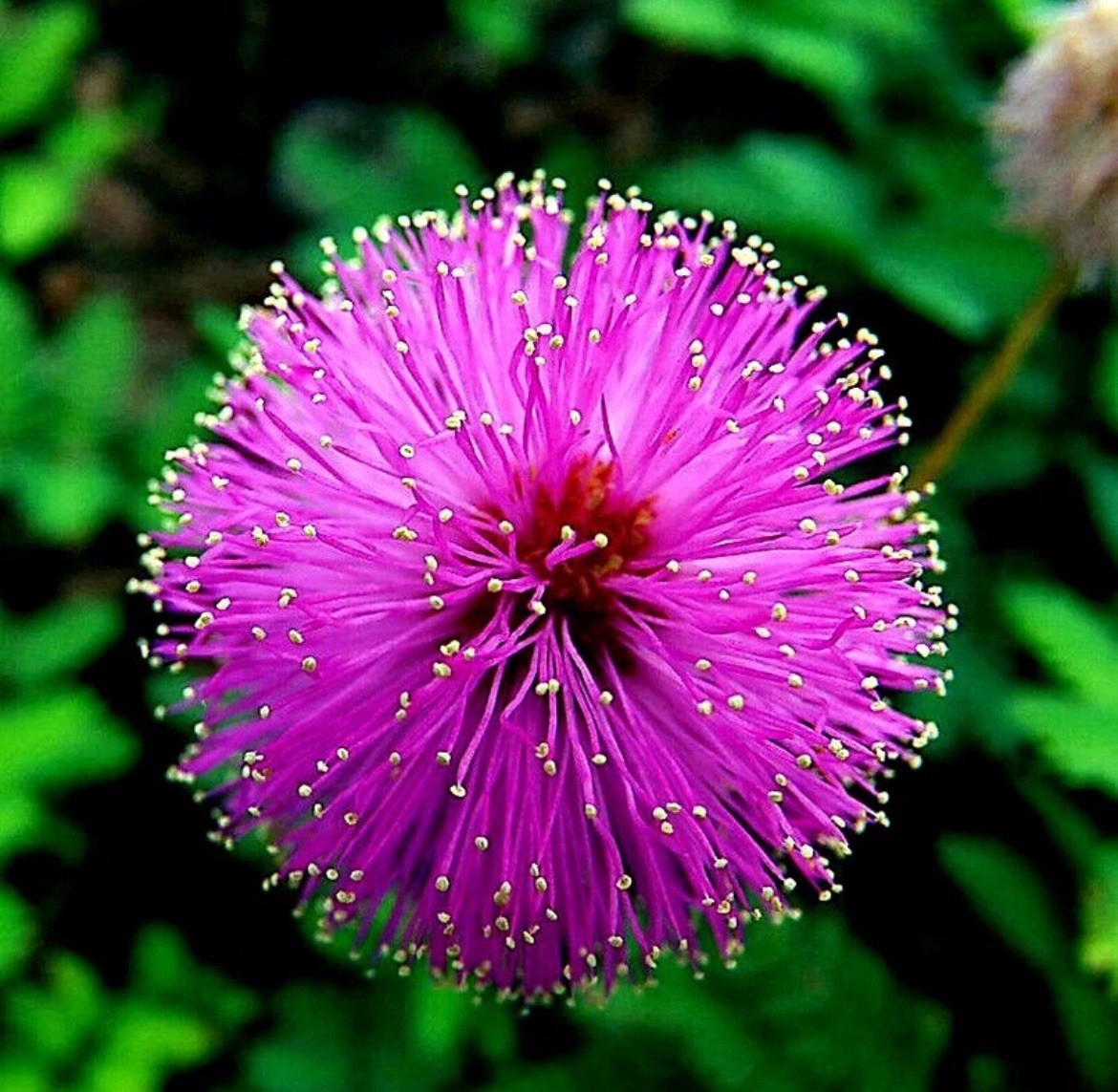 Mimosa Tree Seeds (Albizia julibrissin) Persian Pink Silk Flower Plant Bonsai