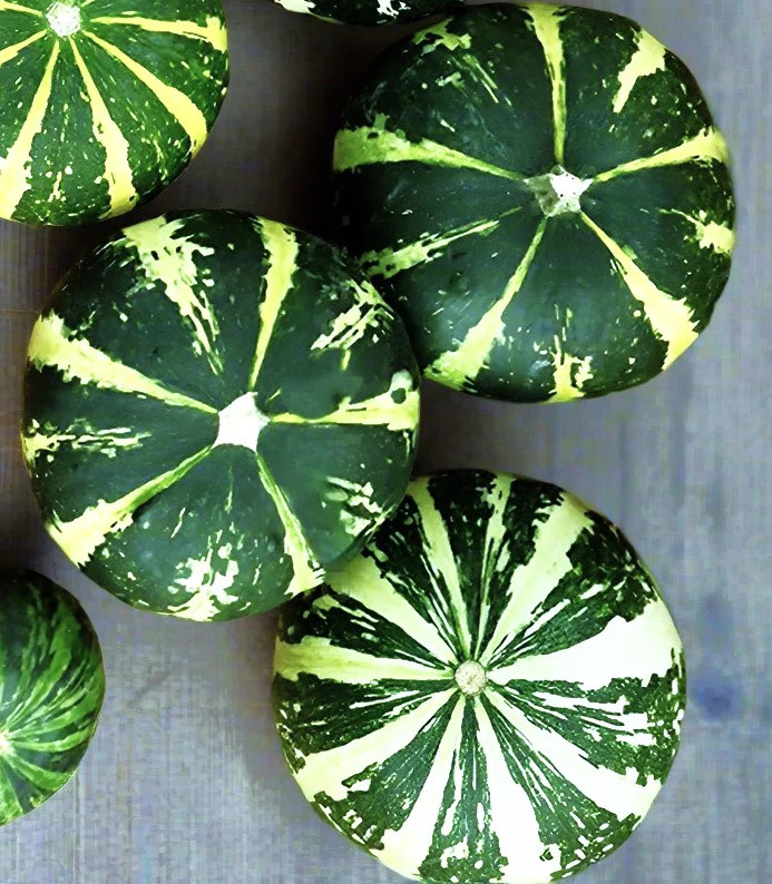 Flat Striped Ornamental Gourd Seeds – For 2025 Planting Miniature Autumn