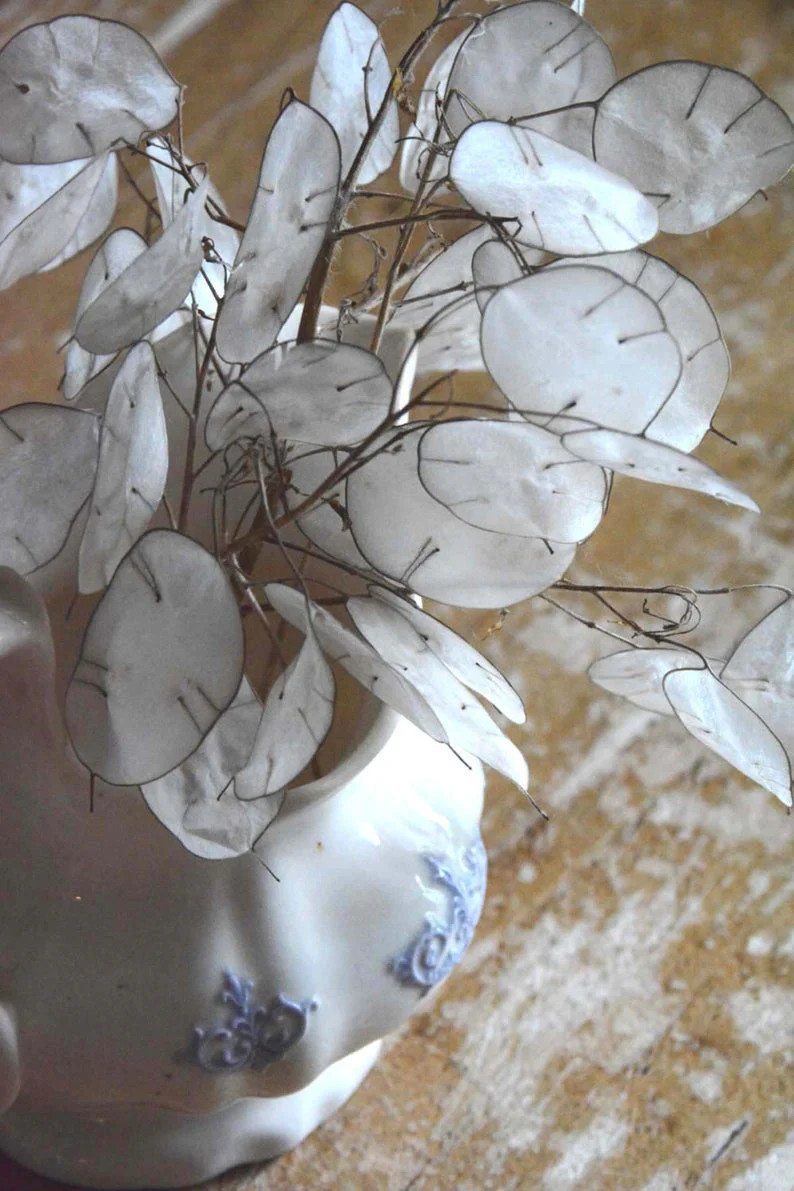 Money Plant Seeds | Lunaria Annual Honesty Silver Dollar Plant Flower Seed 2024