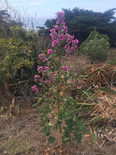 Malva assurgentiflora | Island Mallow | Royal Mallow | Mission Mallow | 50 Seeds