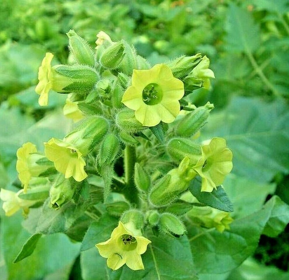 301+MIDEWIWAN Sacred TOBACCO Seeds Native Wildflower Herb Container Garden Easy
