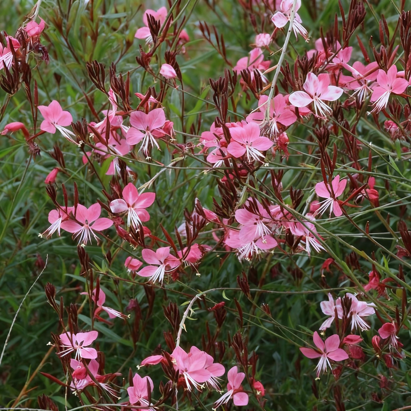 300+ Gaura Flower Seeds for Planting, Mixed Color Gaura Seed, Perennial Flowe…