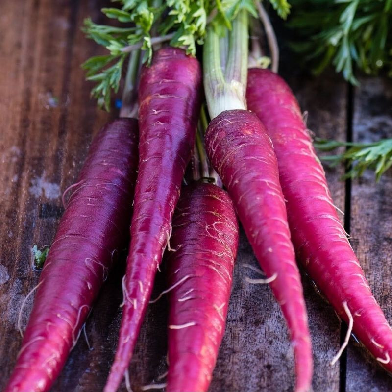 350 COSMIC PURPLE CARROT SEEDS NON-GMO FRESH FOR 2024 GARDENS US SELLER
