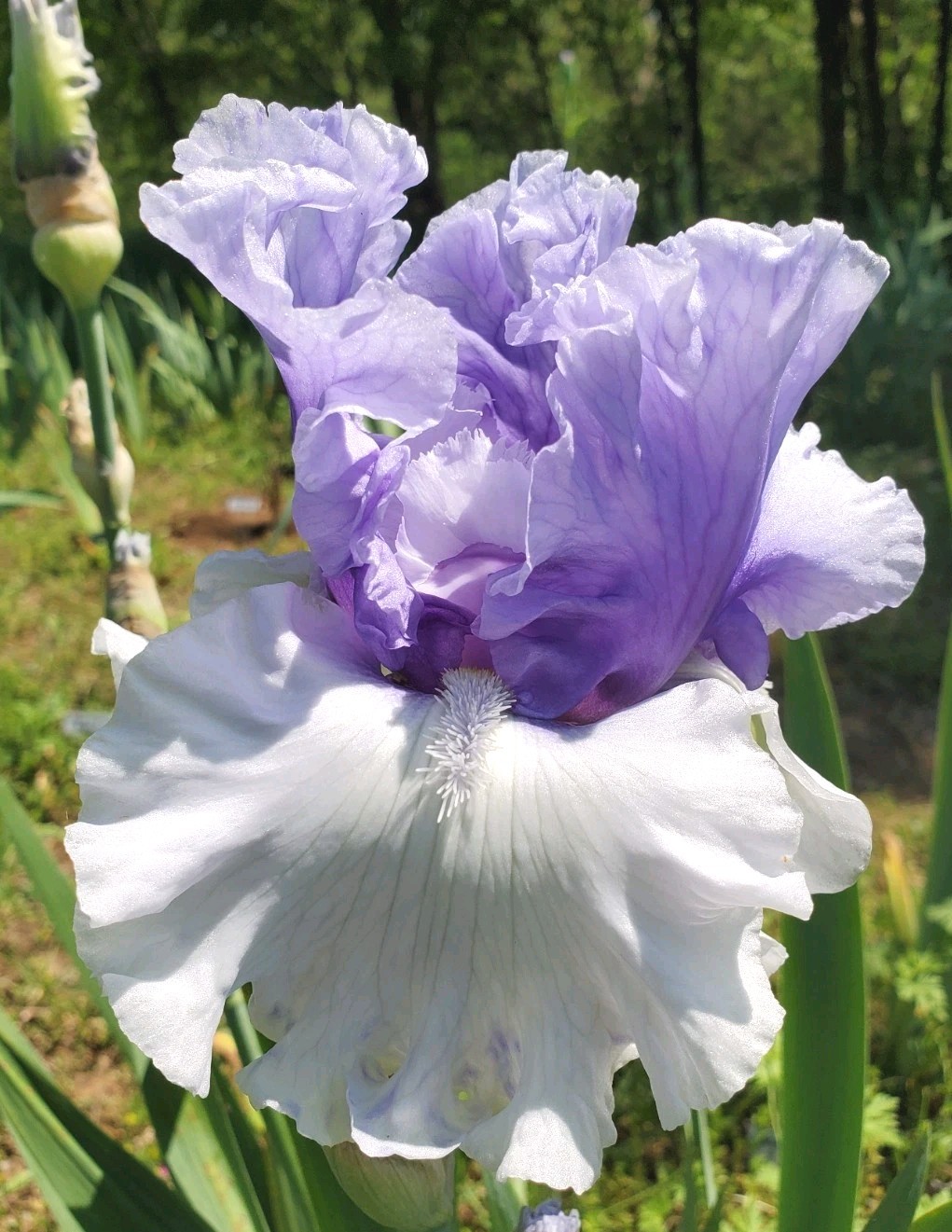 Wintry Sky ~ Tall Bearded 36″ Early Midseason. Multiple Awards.