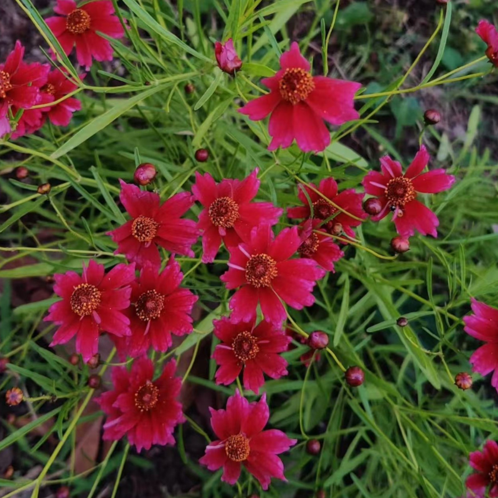 100 Tall Red Plains Coreopsis Seeds – Striking Burgundy Wildflowers