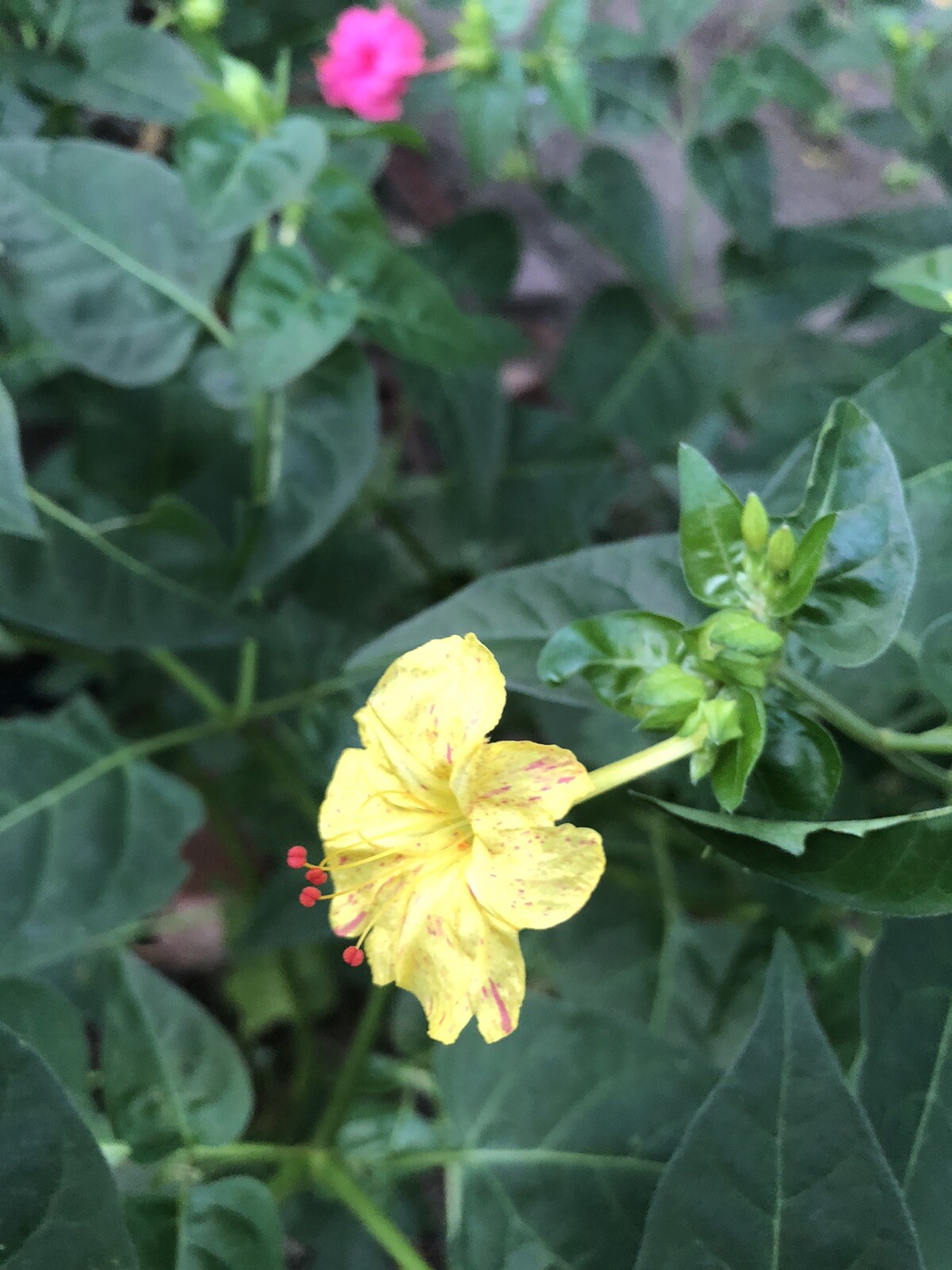 Four o’clocks Seeds 20.