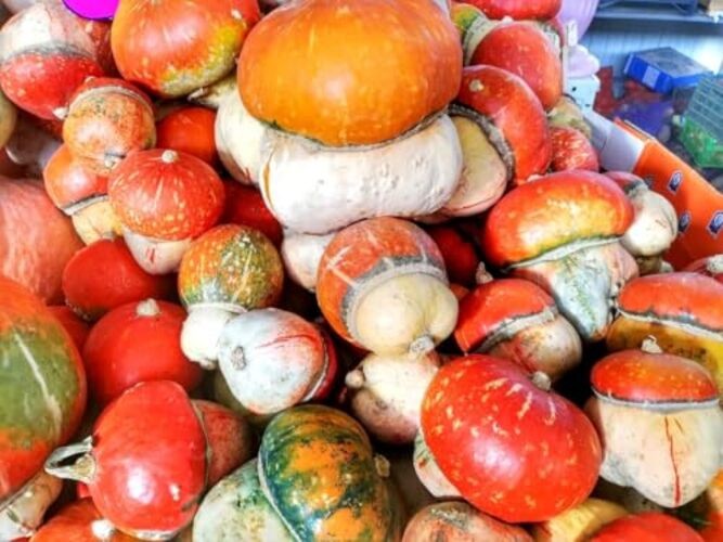 Seeds Ornamental Pumpkin Turk’s Turban 10+ Seeds for Growing Decorative and