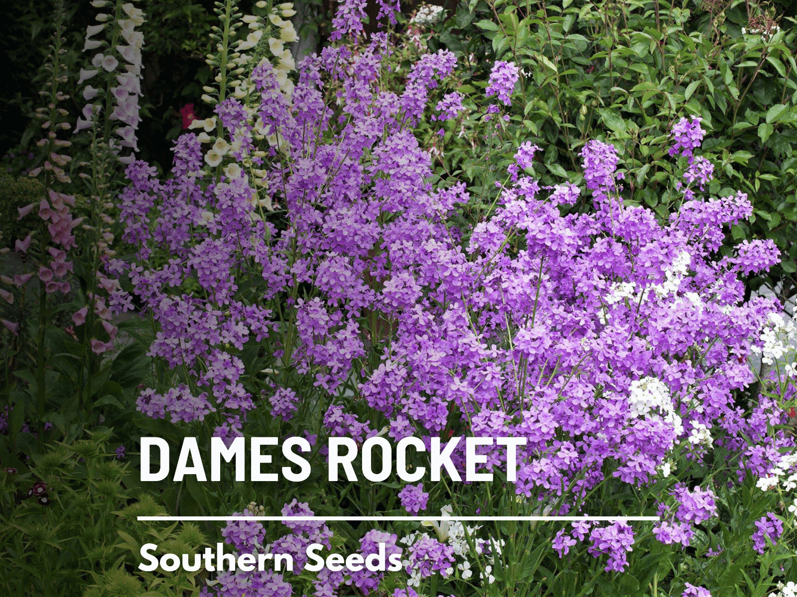 Dames Rocket Seeds, Heirloom Fragrant Flower, Hesperis matronalis, USA Grown