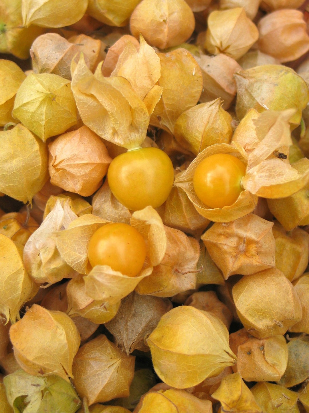 Aunt Molly’s Ground Cherry Seeds (100) / Tomatillo / Heirloom / Fantastic