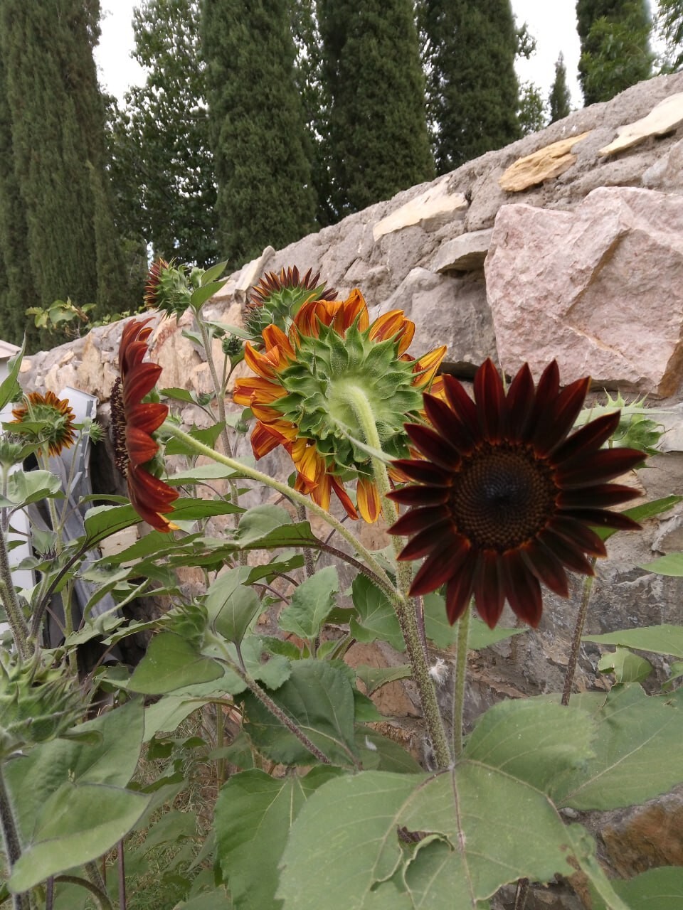 RED SUNFLOWER SEEDS 10+ ANNUAL flowers GARDEN bees BIRDS 