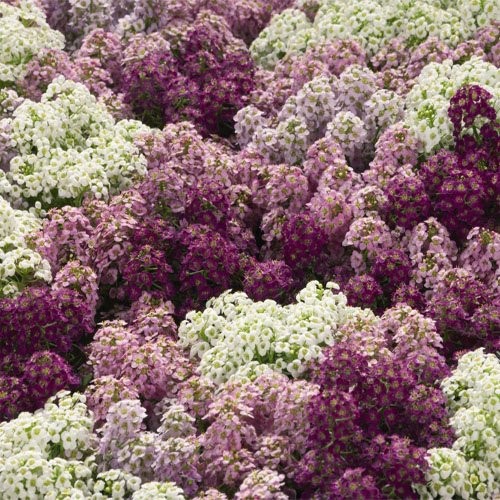 Wonderland Mulberry Mix Alyssum Seeds – 1000 Pcs Annual, Drought-Tolerant & E…