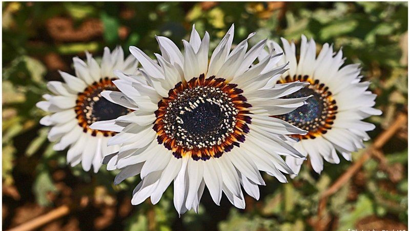 100+ ITALIAN WHITE SUNFLOWER – TALL — CUT FLOWERS — HEIRLOOM – NON GMO — RARE