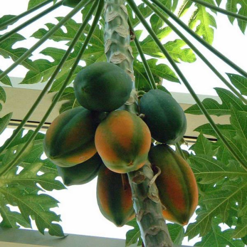 PAW PAW Scarlet Princess (Papaya) 50 seeds / Australia/