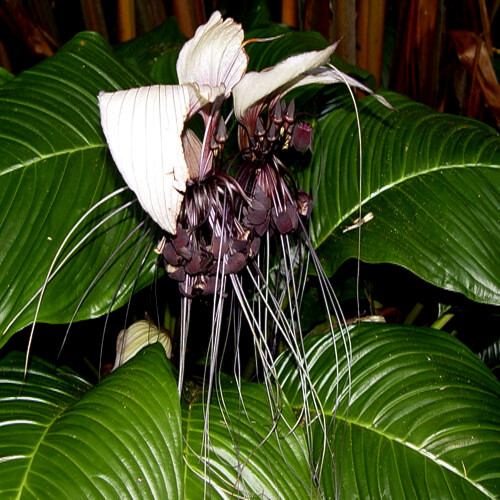 5 White Bat Orchid Flower Seeds (Tacca Integrifolia) Exotic Tropical Houseplant