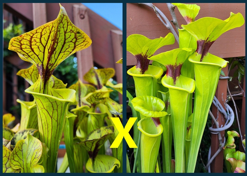 2025 SARRACENIA SEEDS: FLAVA ORNATA BLACK VEINS X FLAVA RUGELII CLONE A