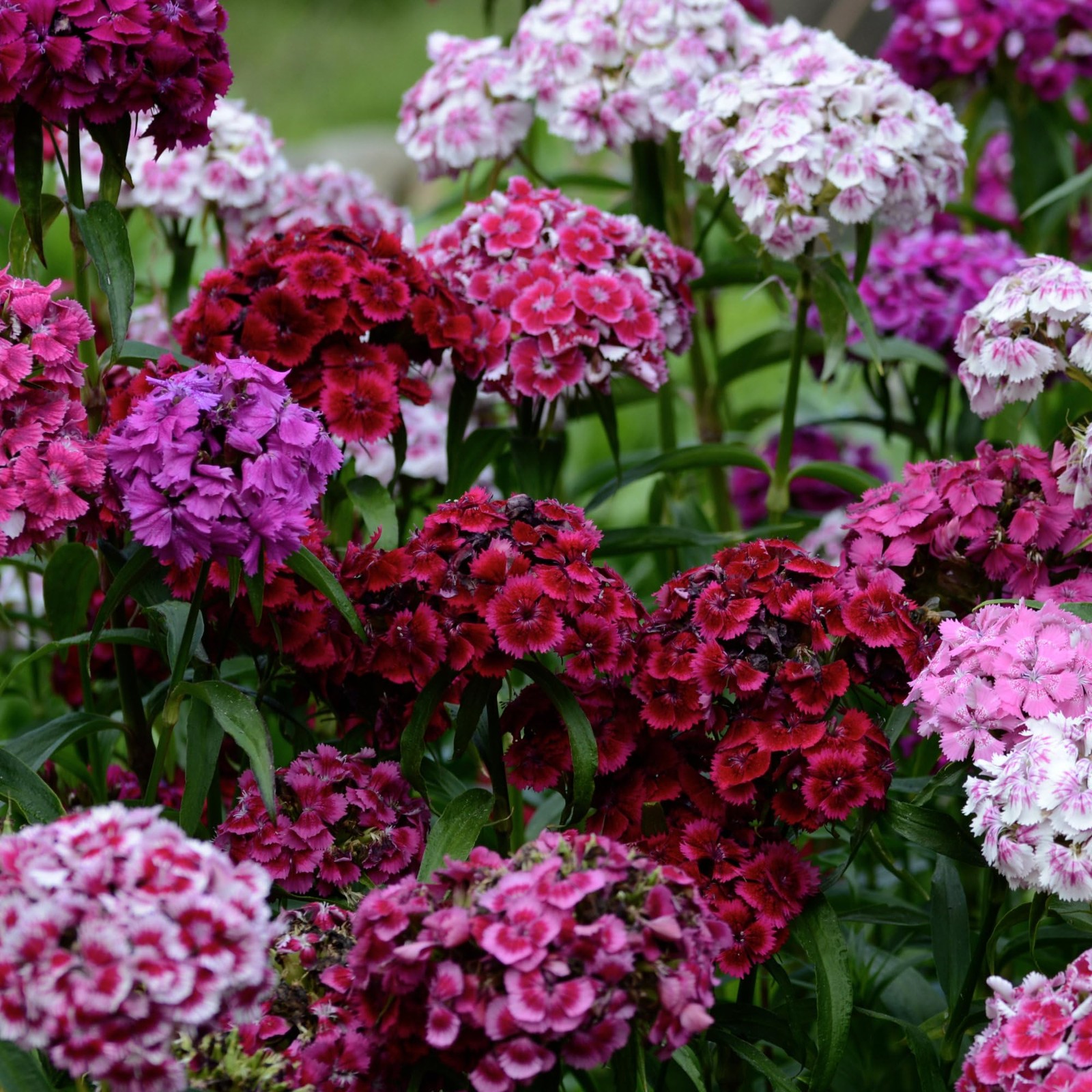 Sweet William Seeds for Planting Heirloom Dianthus Wildflower Mix for