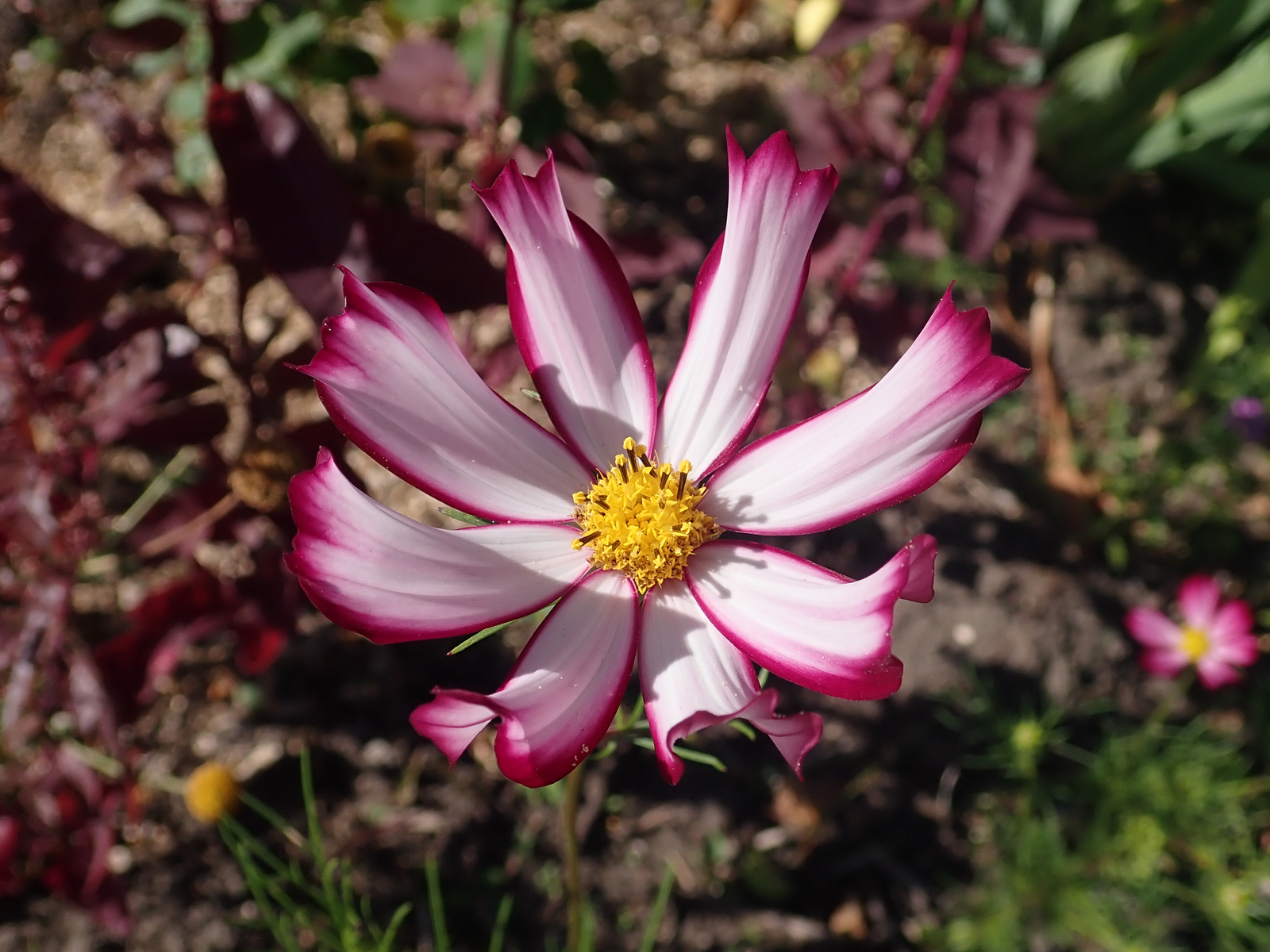 5,000 COSMOS BIPINNATUS Seeds (Candy Stripe Cosmos) BULK | Free shipping
