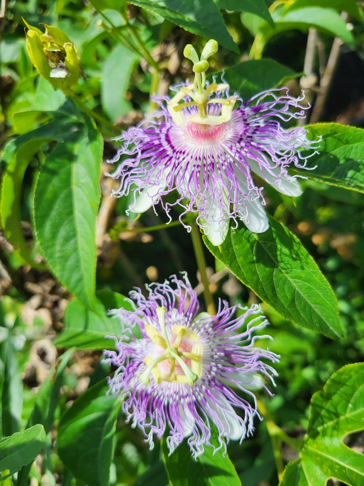PURPLE PASSION FLOWER VINE SEEDS-Granadilla Passiflor-Edible-15 Seeds from 2025
