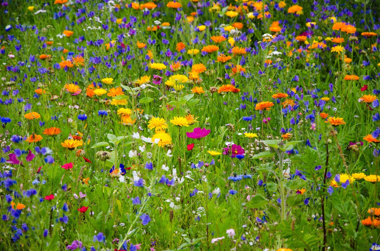 Serendipity’s All Natural -All Region Heirloom Garden Wildflower Mix -1000 Seeds