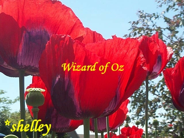 RED Wizard of OZ Mix Papaver Poppy Seeds 2000+ *Shelley aka PoppyQueen👑