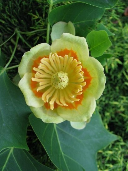 Liriodendron Tulipifera 10 Seeds, Tulip Flower Yellow Poplar Tree Cold Hardy