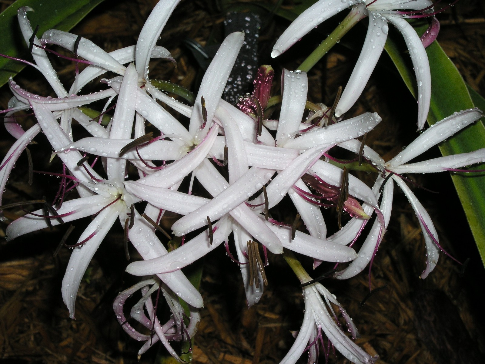 Crinum Lily, Ligulatum (species), medium-size bulb, NEW, very unusual