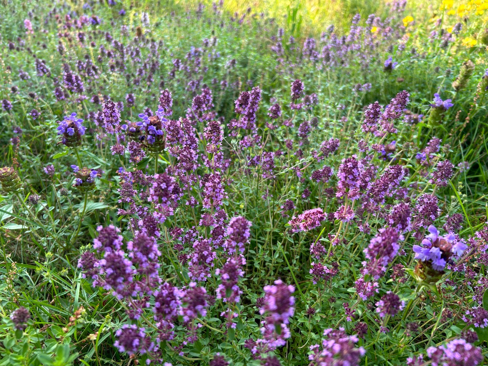 Flawn Seed Creeping Thyme, Pollinator Friendly, Low Maintenance, Ground Cover