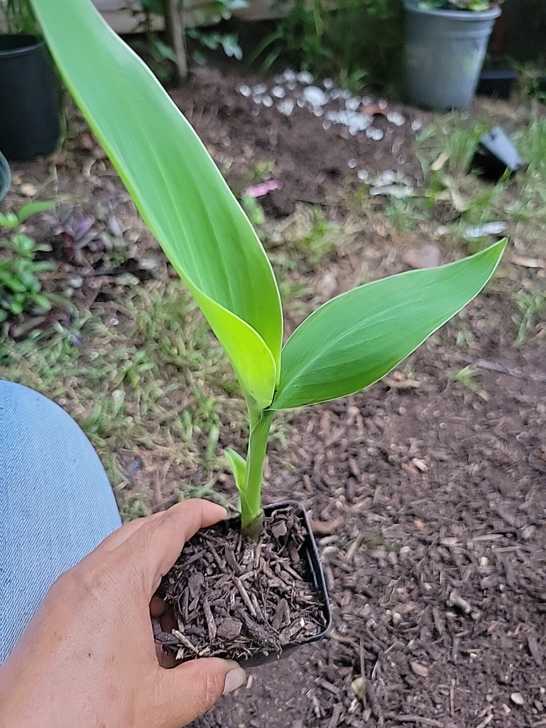 Yellow & Orange Canna Lilly PlantCoyoles Amarillos Con Anaranjado. Check 3 Pic