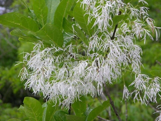 Chionanthus virginicus | Fringe Tree | Grancy Graybeard | 5_Seeds