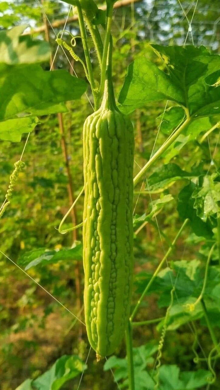 GREEN BITTER MELON, BALSAM PEAR, KU GUA, FOO GWAH, KHỔ QUA MỠ TRÁI DÀI, 苦瓜, 여주