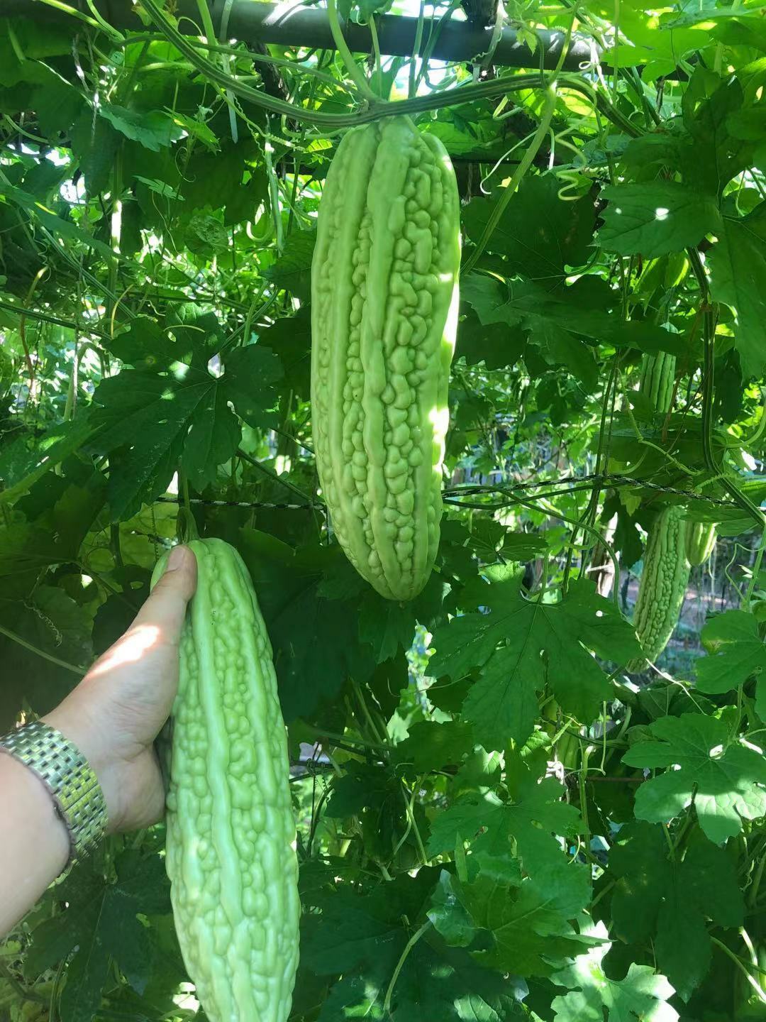 20 pc Organic Bittermelon Pearl Seeds Harvest from my garden US Seller