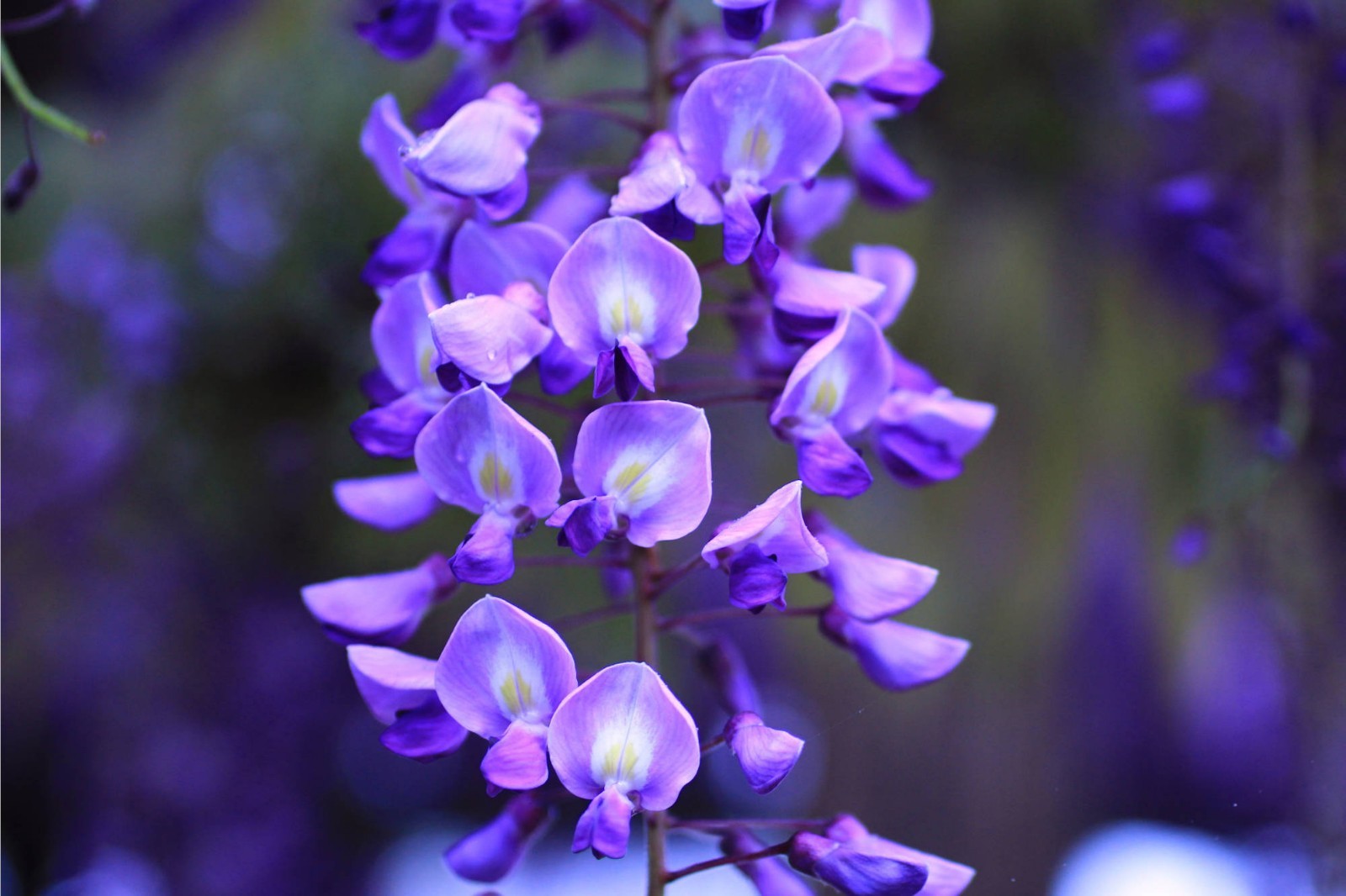 Wisteria sinensis – 5 Heirloom Seeds Beautiful Multi USE Plant- See Listing