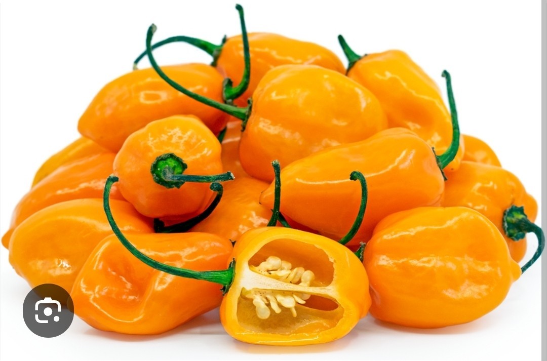 Habanero Pepper Seeds, Orange Hot, Non-GMO, Extremely Spicy, Free Shipping