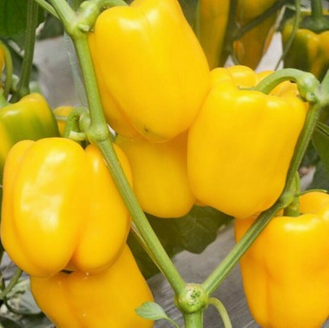 SCARBOROUGH SEEDS Yellow Golden California Wonder Bell Pepper 50 Seeds