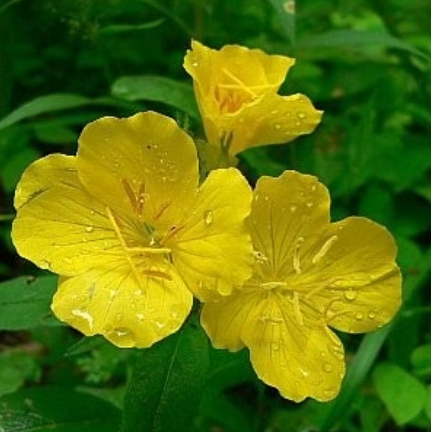 30 Missouri Primrose Seeds – Dwarf Yellow Perennial Wildflower for Rock Garden