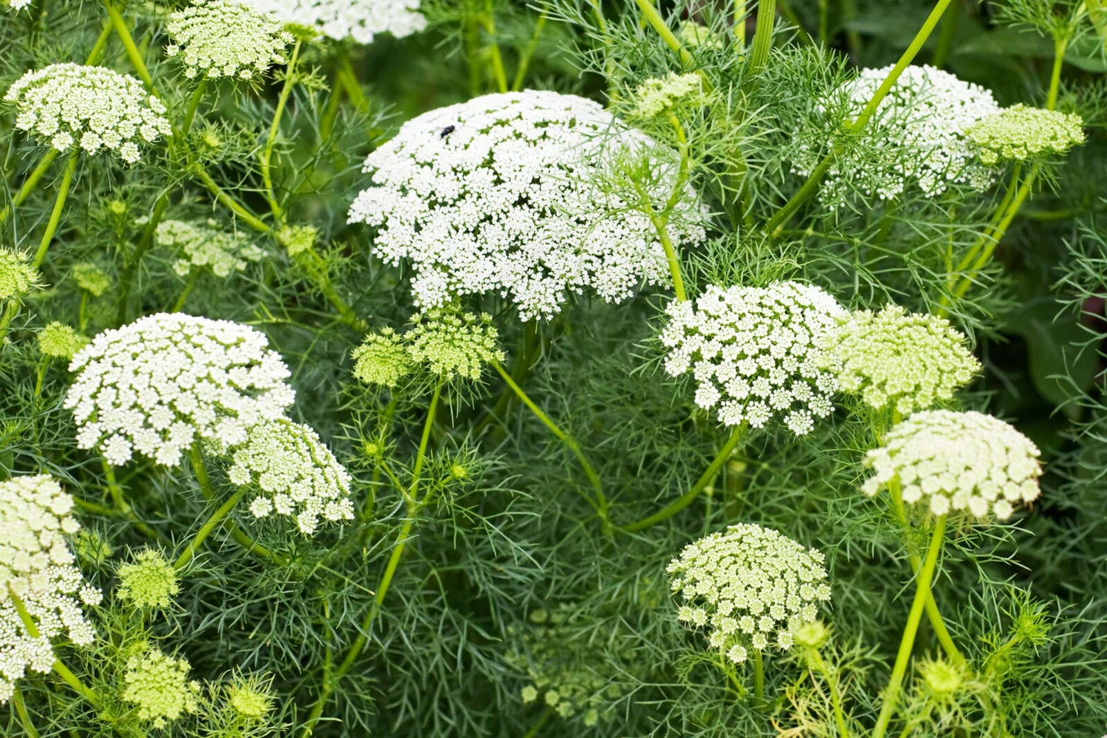 1001+BISHOP FLOWER Seeds Wildflower Queens Anne’s Lace Summer Garden Container