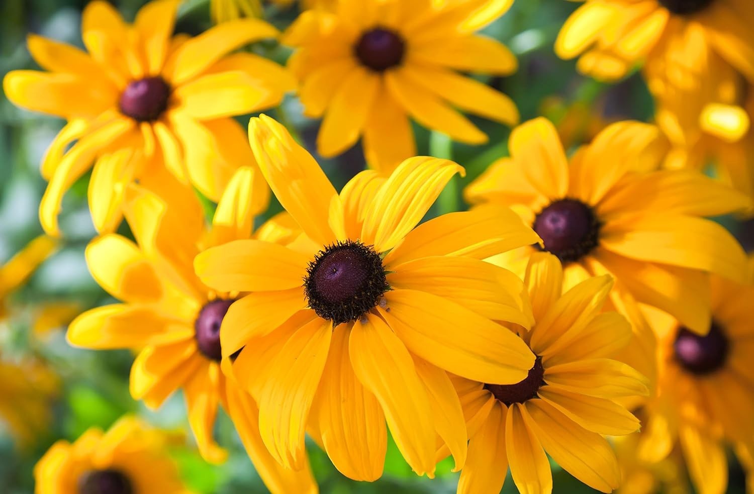 High Germination Black Eyed Susan Seeds – 5000 Heirloom Seeds for Your Garden