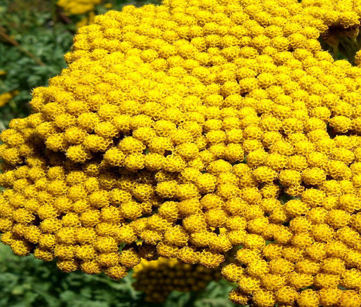 YARROW GOLD Achillea Filipendulina – 5,000 Bulk Seeds