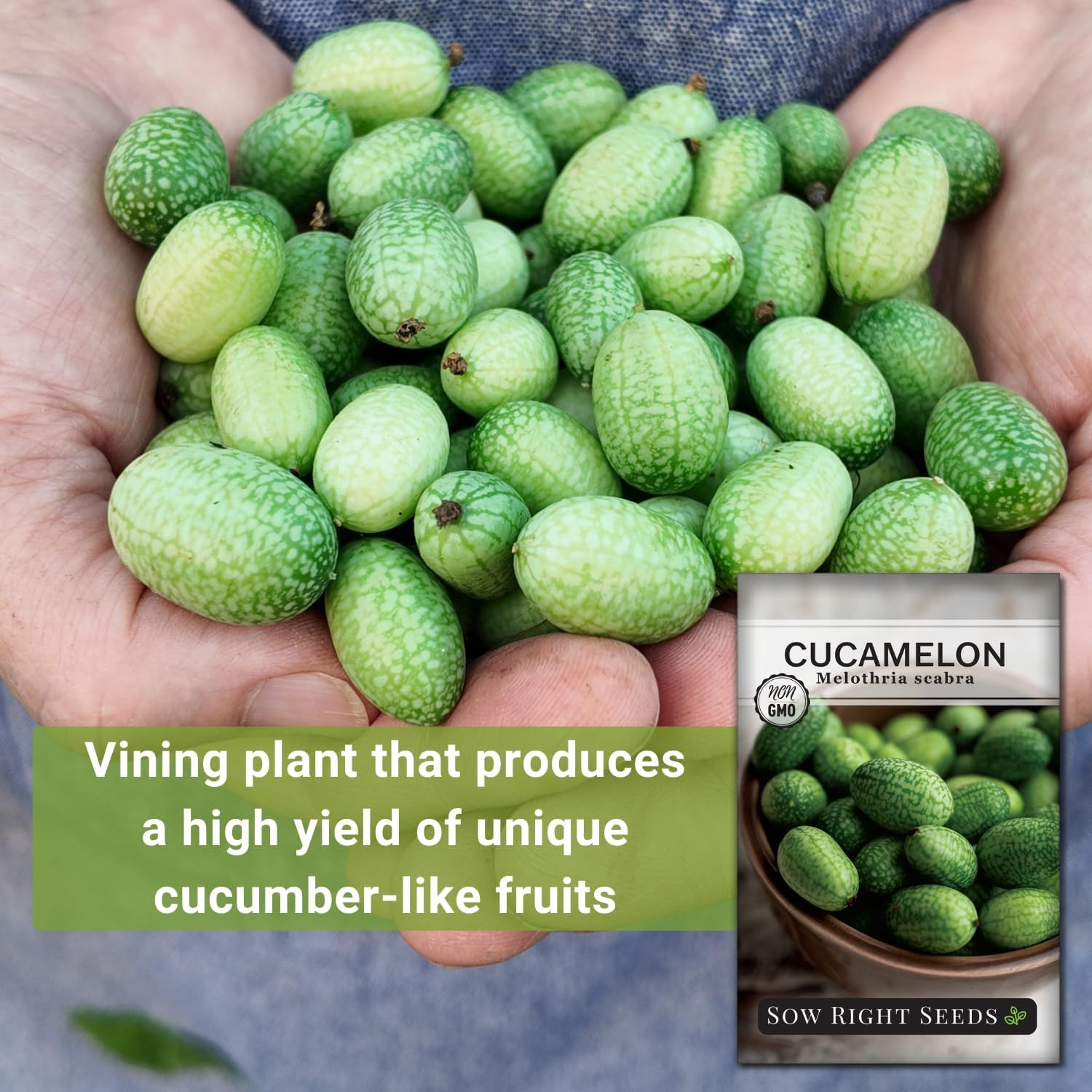 Sow Right Seeds – Cucamelon Seeds for Planting – Non-Gmo Heirloom Packet with In