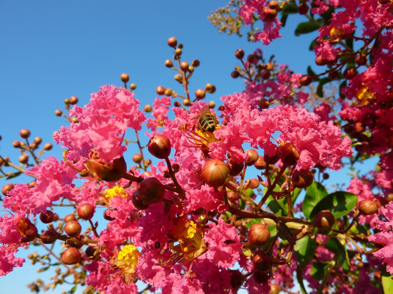 Crape Myrtle, Lagerstroemia indica, Tree Seeds