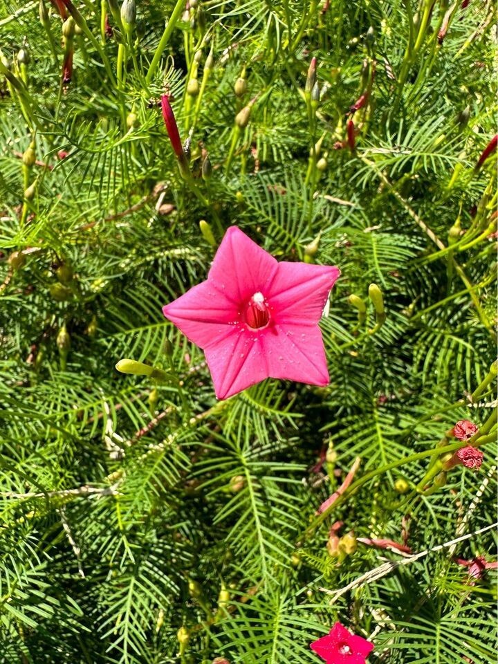 Organic Cypress Vine Flower Seeds – Annual Variety