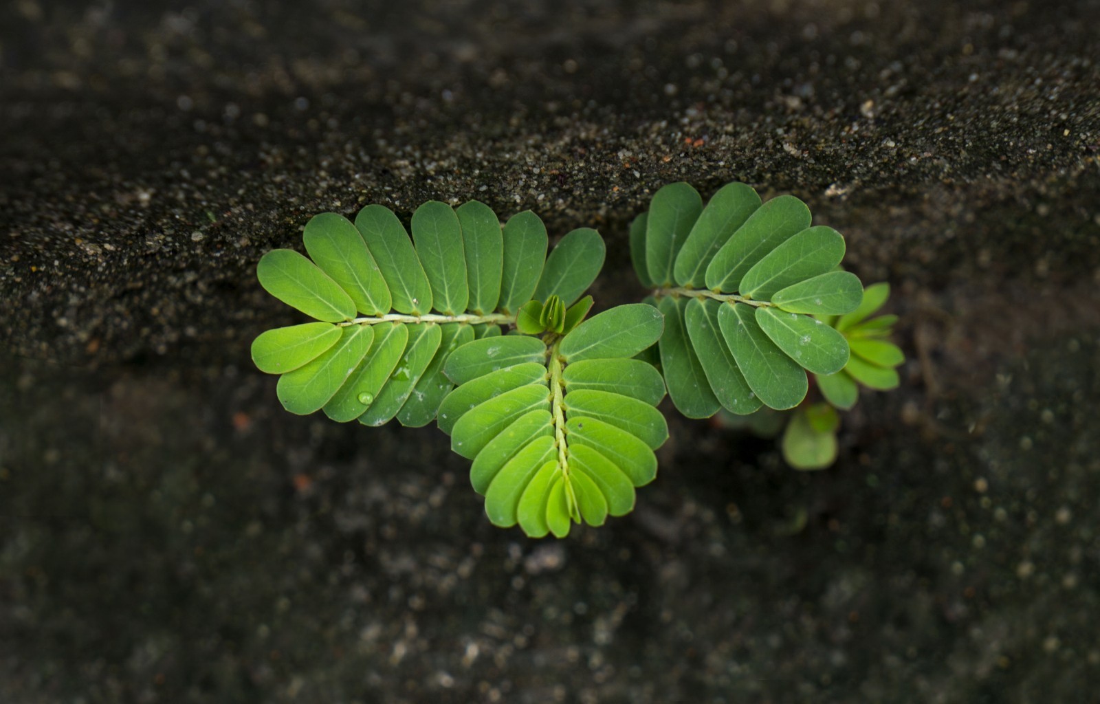 10 Tamarindus indica Tamarind Tree Seeds!