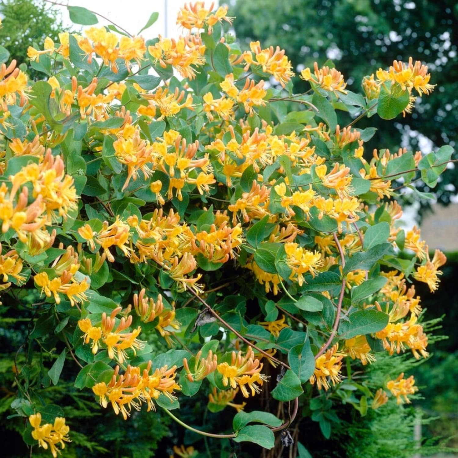 300+ Honeysuckle Seeds for Planting Honeysuckle VineHoneysuckle Flower for G…
