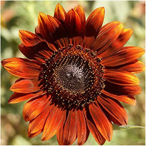 , Bulk Package of 1,000+ Seeds, Sunflower Crazy Mixture 15+ Varieties