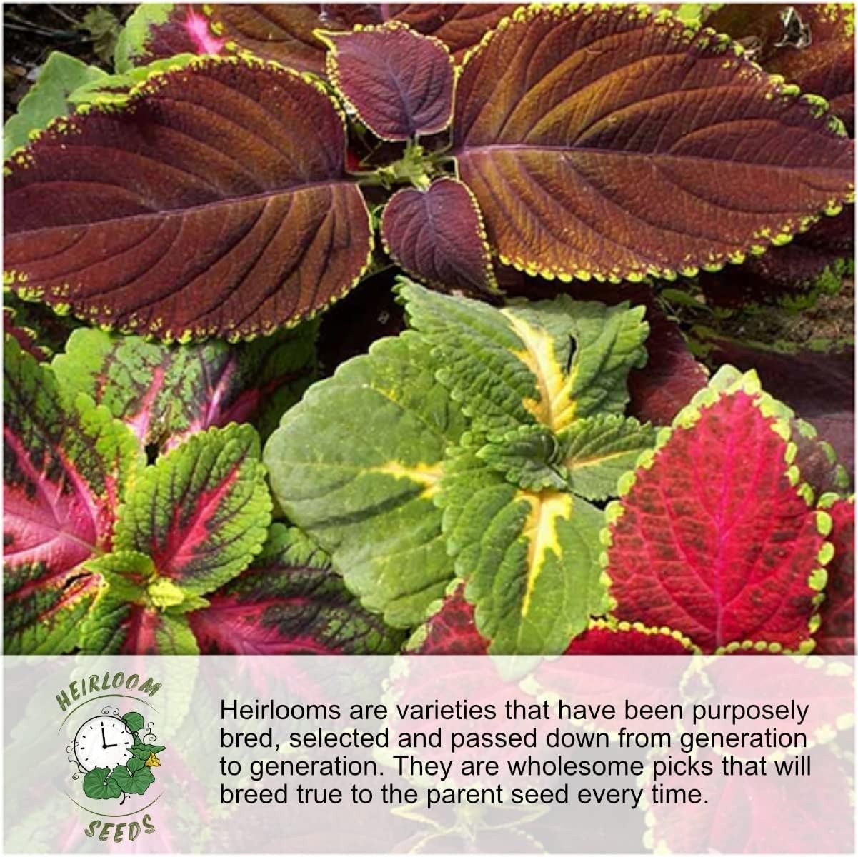 GMO Free Wildflower Seed Mix – 30000 Count for Butterfly Gardens – Mixed Colors
