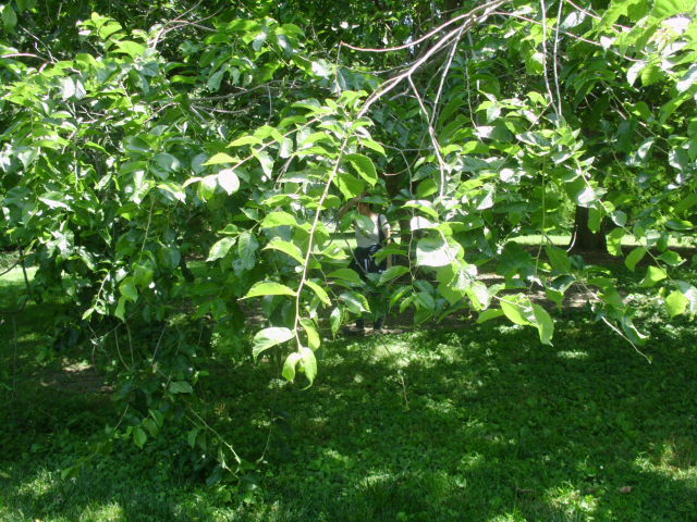 20 WILSON’S PROSPECTOR ELM SEEEDS Ulmus wilsoniana ‘Prospector’
